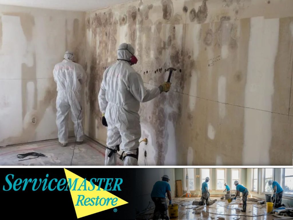 Don’t Let Mold Take Over: ServiceMaster Restore – Your Local Experts in Mold Removal