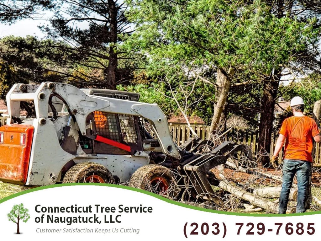 Who Should Perform Tree Trimming and Pruning?