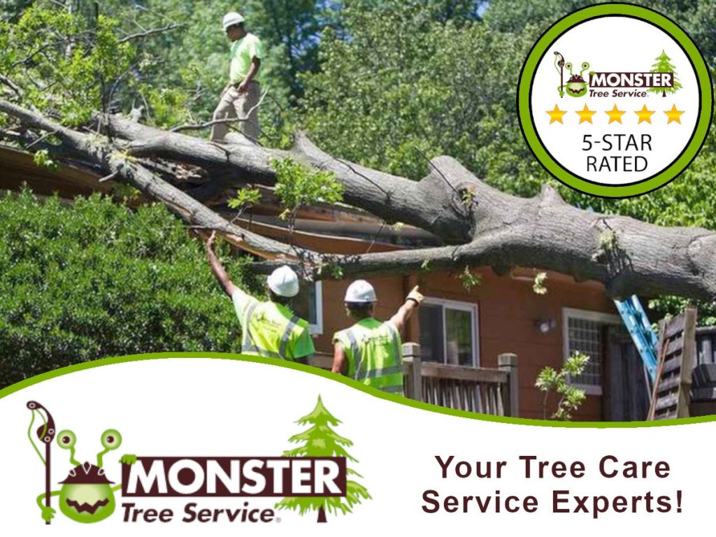 Pruning Trees: A Comprehensive Guide