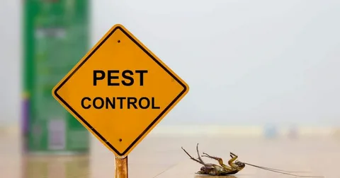 Expert Exterminator Services in Pittsburgh: Keeping Your Home Pest-Free