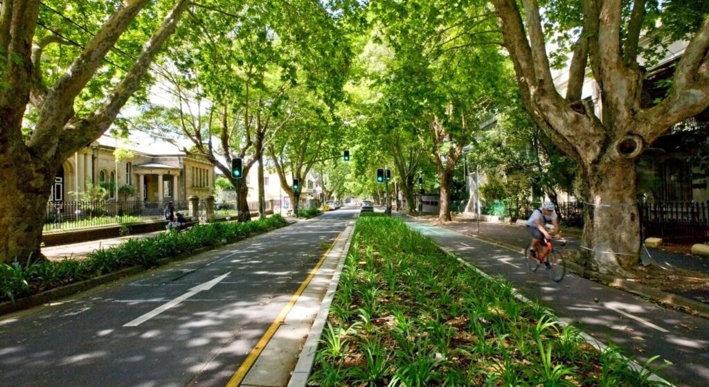The Urban Canopy Blueprint: A Complete Guide to Sustainable Tree Care in Hamburg for Homeowners and Property Managers