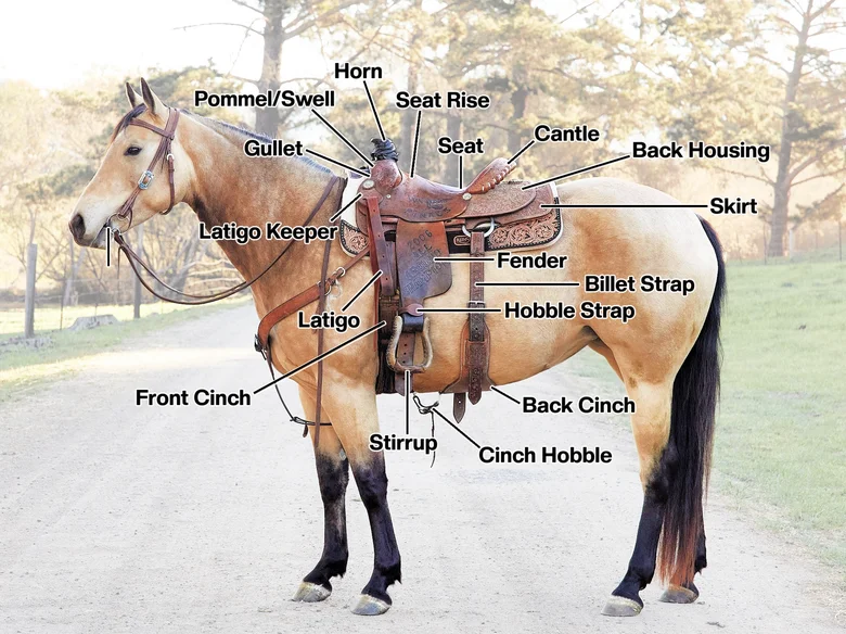 Western Saddle Types Explained for New Riders