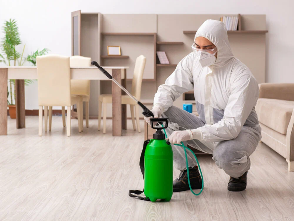 Restoring Comfort with Trusted Pest Control Services in Cleveland