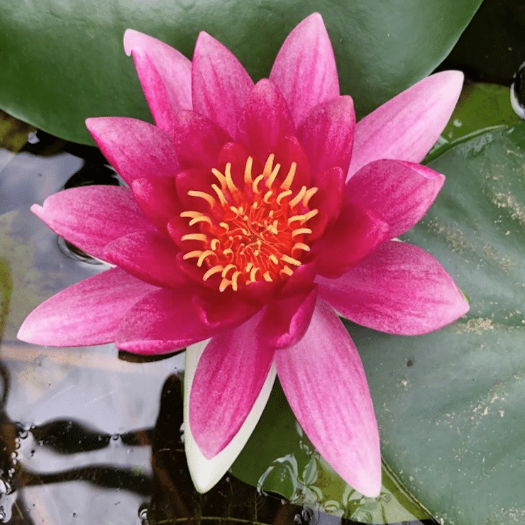 Buy Water Lilies Today for a Colorful and Peaceful Water Garden